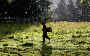 走进鲁朗的太阳雨