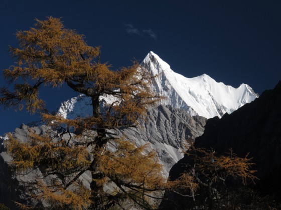 shanodorje-tree