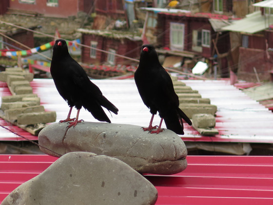 chough-diary-03