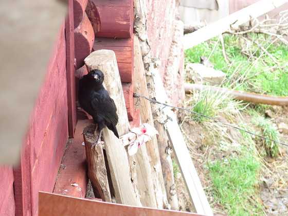 chough-diary-06