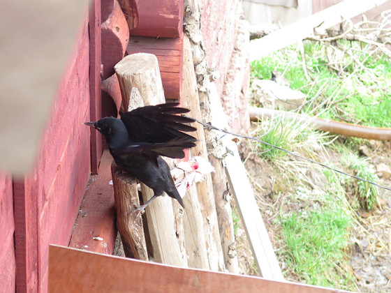 chough-diary-08