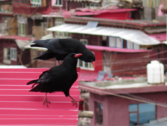 chough-diary-11