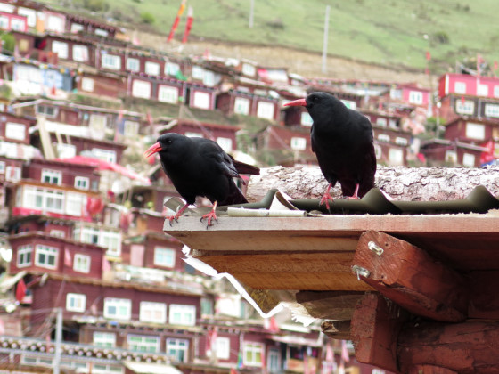 chough-diary-12