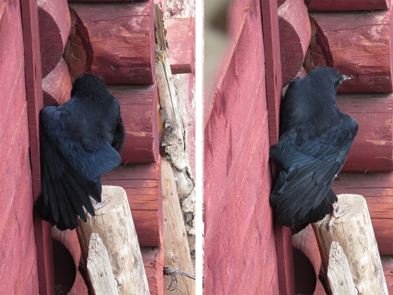 chough-diary-14