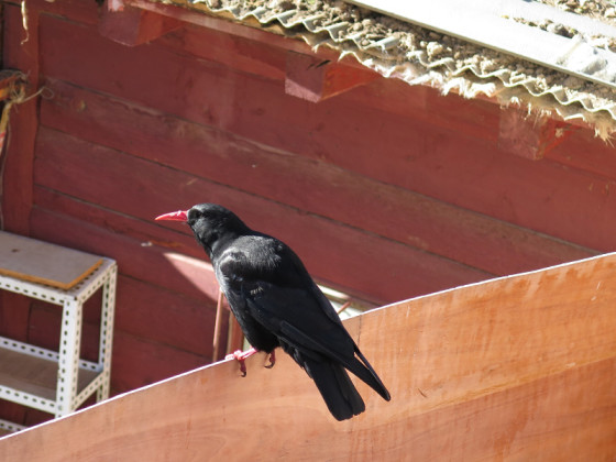 chough-diary-24