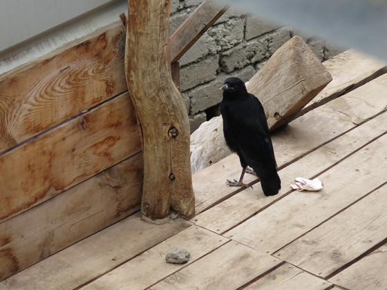 chough-diary-30