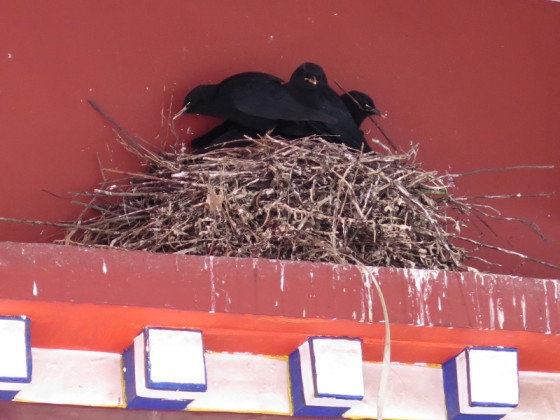 chough-diary-44