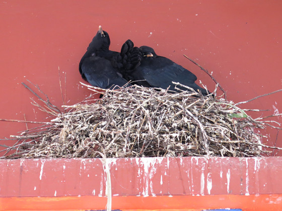 chough-diary-45