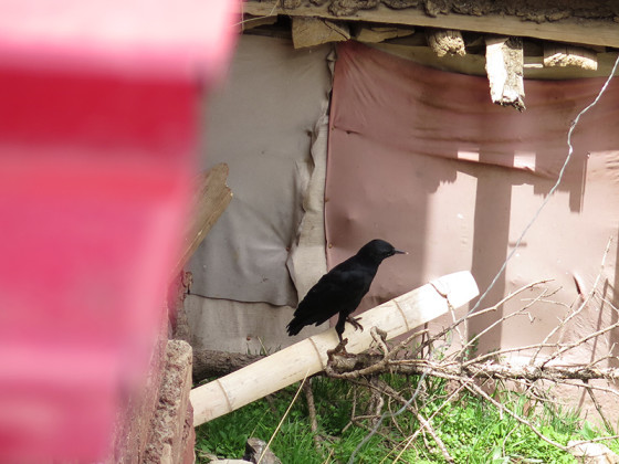 chough-diary-47