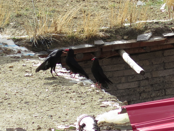 chough-diary-51