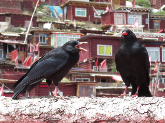 chough-diary-79