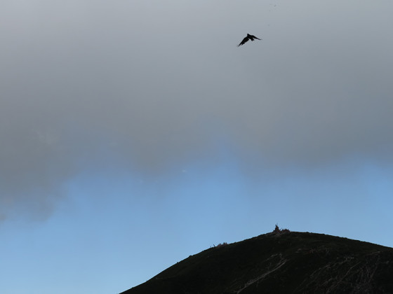 chough-diary-85