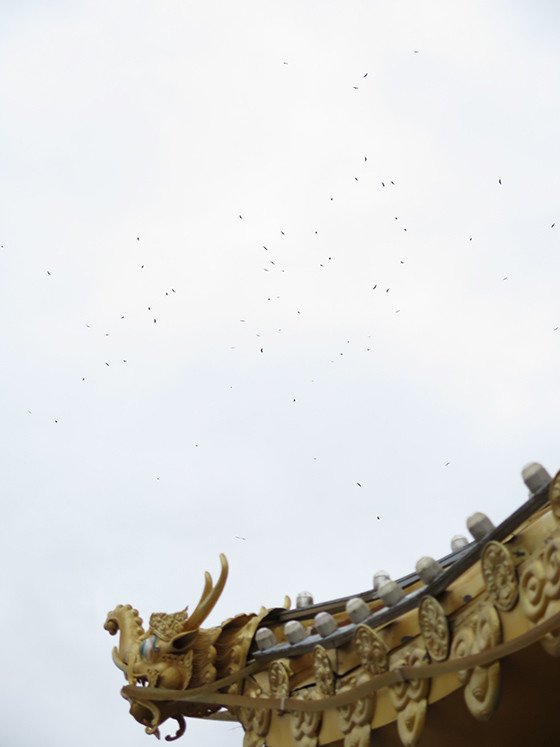 vultures-after-sky-burial