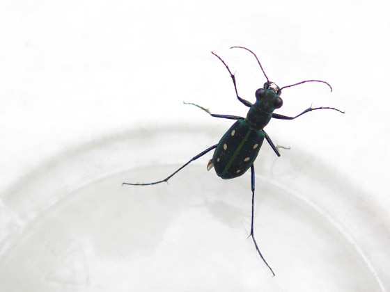 疑似Cicindela sexpunctata