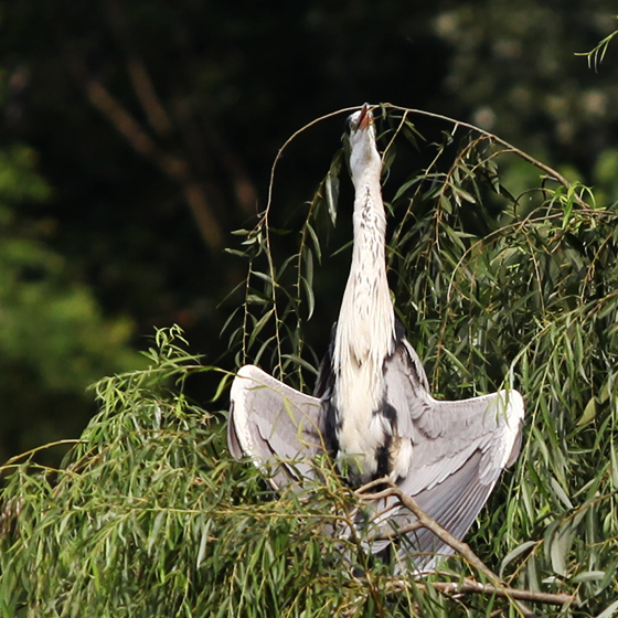 grey-heron-1