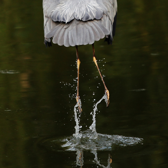 grey-heron-3