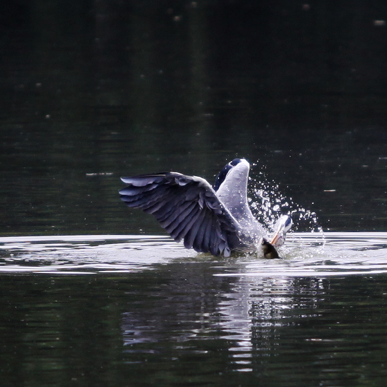 grey-heron-8