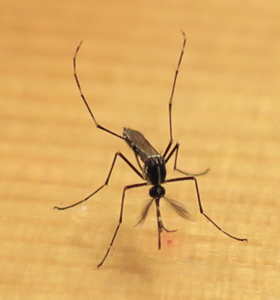 mosquito-20150703