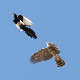 sparrowhawk-magpie-fight-1