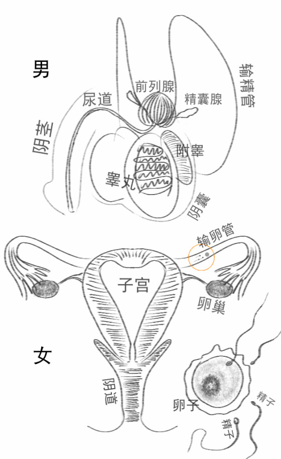 生殖系统手绘