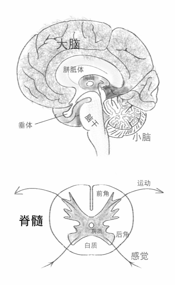 大脑和脊髓手绘