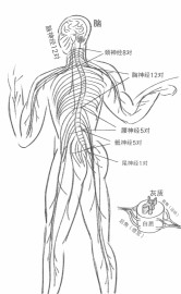 全身神经和脊髓外观手绘