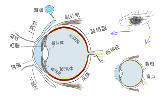 眼睛结构手绘