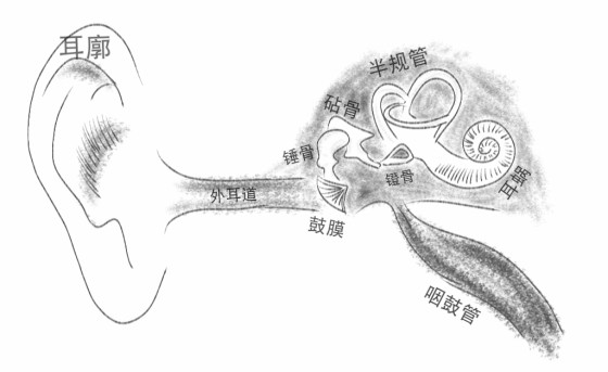 听觉系统手绘