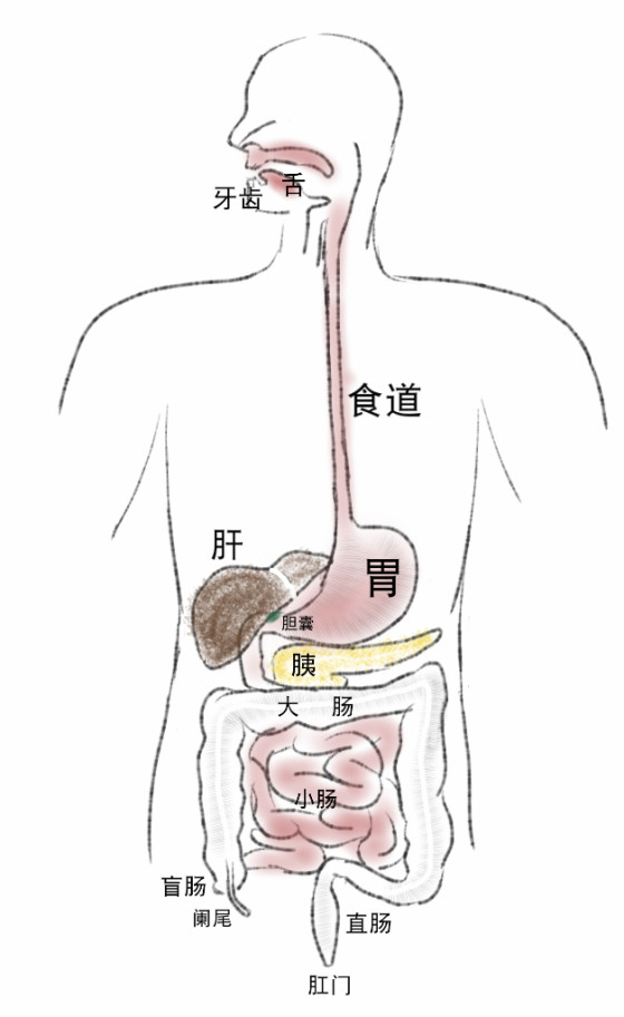 消化系统手绘