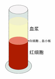 血液构成手绘