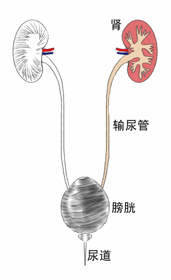 泌尿系统手绘