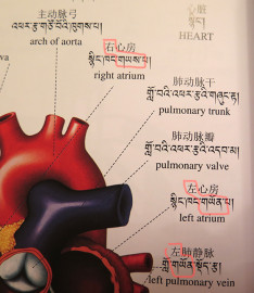 《汉藏英常用词语》里的心脏标注