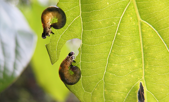 樟叶蜂（Moricella rufonota）幼虫