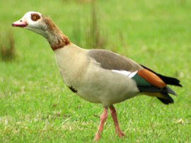 埃及雁 图片来自gobirding.eu