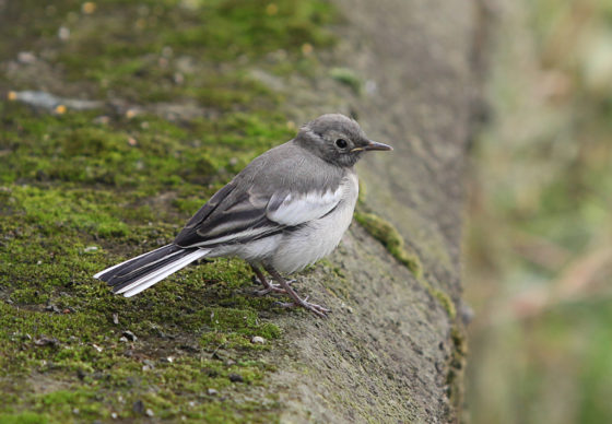 white-wagtail-juv