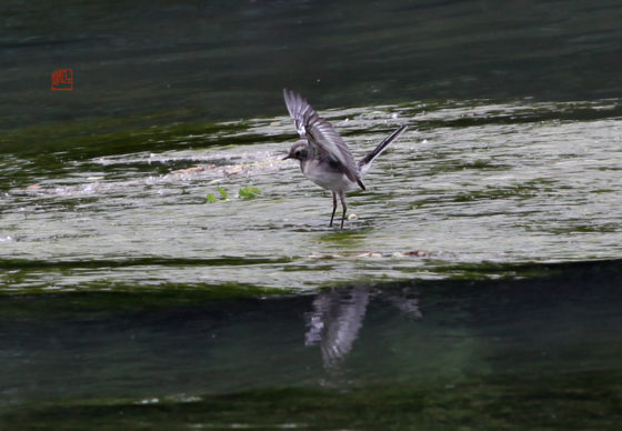 white-wagtail-juv-feedself