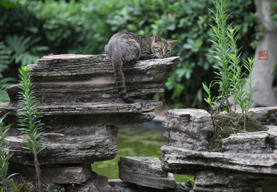 假山上打盹的猫