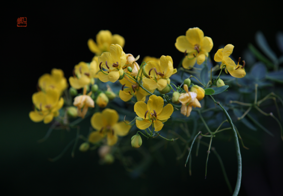 双荚决明（Cassia bicapsularis）