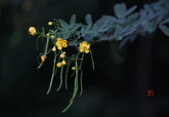 cassia-bicapsularis-2