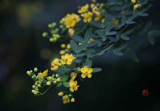 cassia-bicapsularis-3