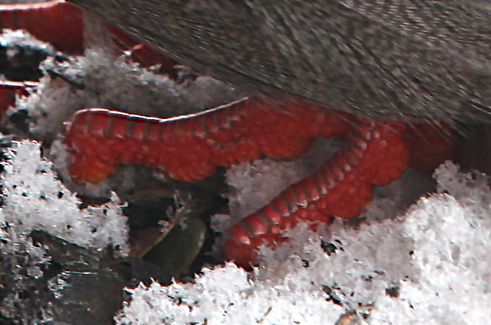 血雉（Ithaginis cruentus）的红色足